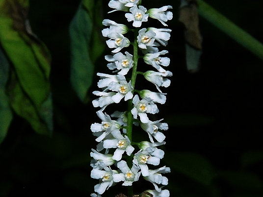 {Galax urceolata}